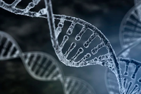 皮屑组织属于DNA鉴定还是生物鉴定